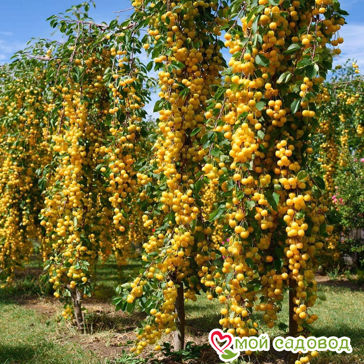 Черешня Брянская Желтая