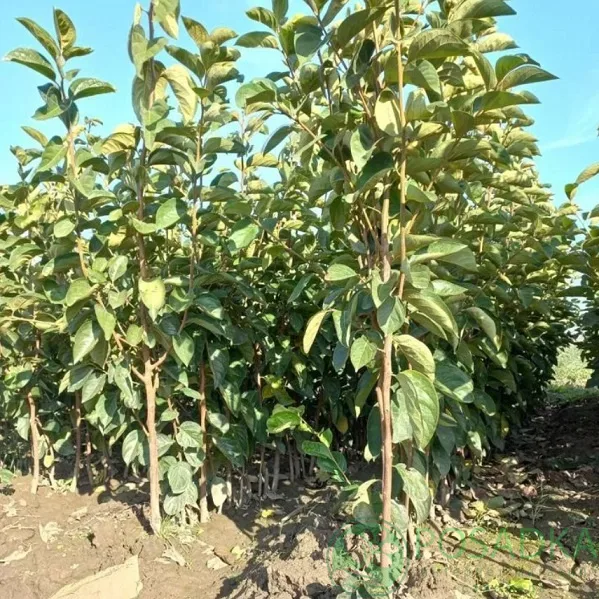 Хурма Медовая Капля