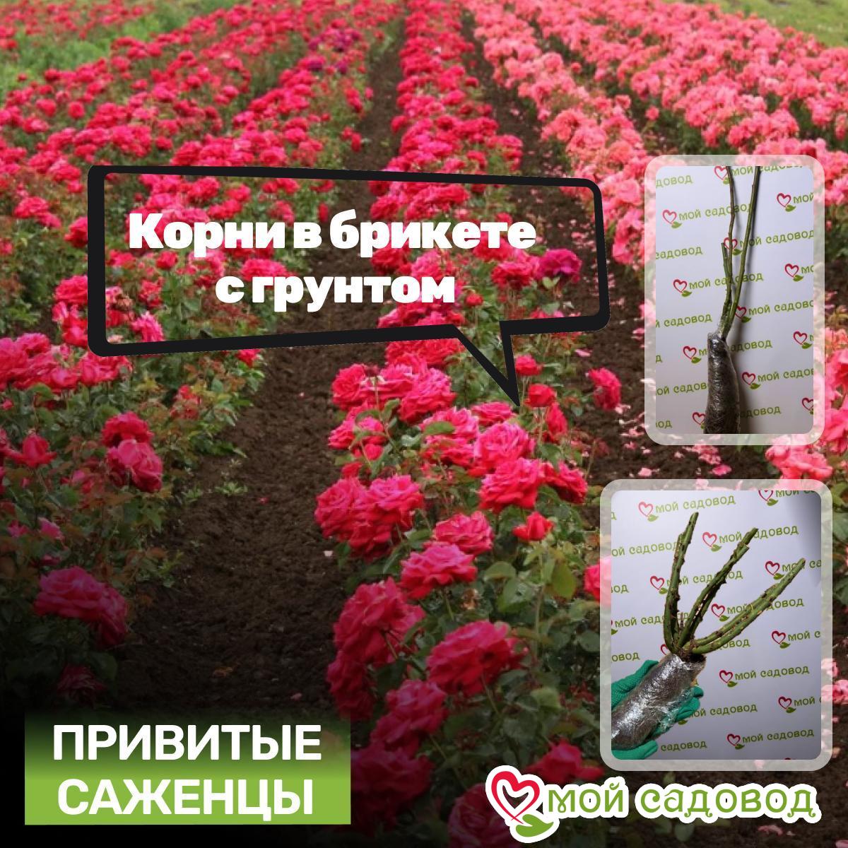 Роза Чайно-гибридная Мару Свит